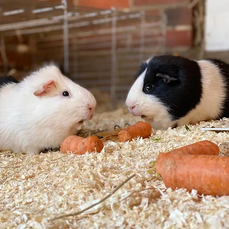 Apartmán Wunderschoene Zwischen Bremen Und Hamburg Alfstedt